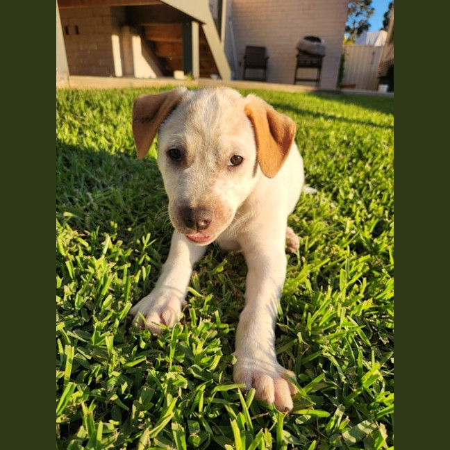Photo of Nala   8 Week Old Cattle Dog X