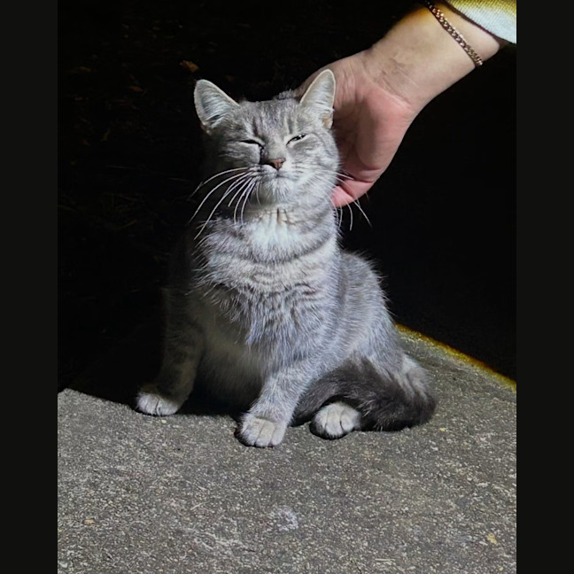 Photo of Gracie