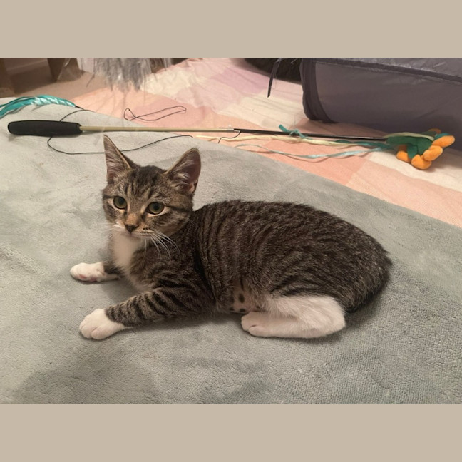 Photo of Mouse
