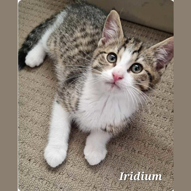 Photo of Iridium