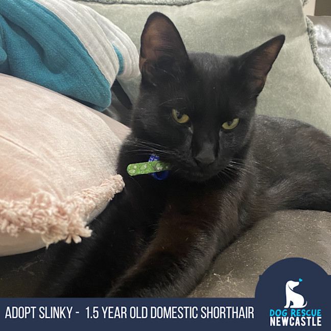 Photo of Slinky   1.5 Year Old Domestic Shorthair