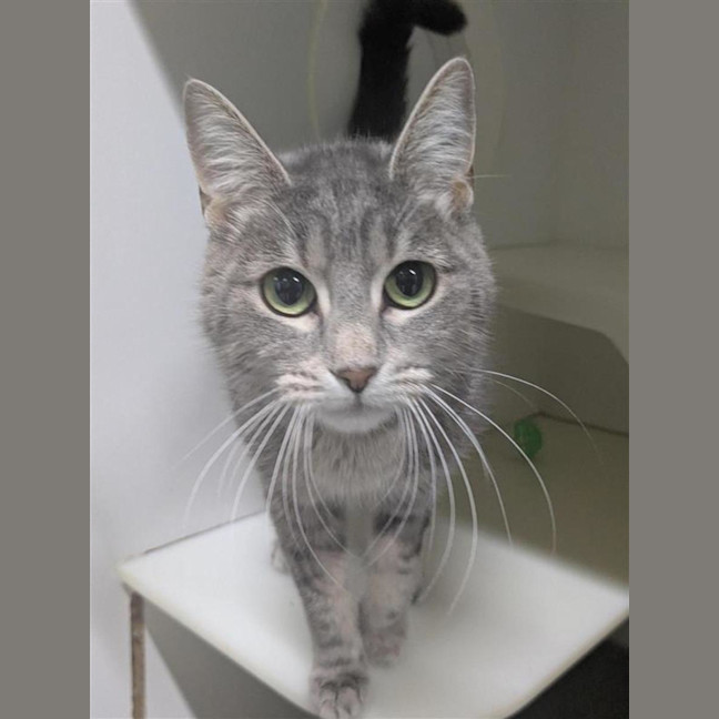 Photo of 🩶 Nala 6984 🩶