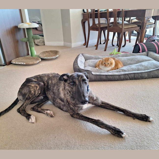 Photo of Claude The Greyhound