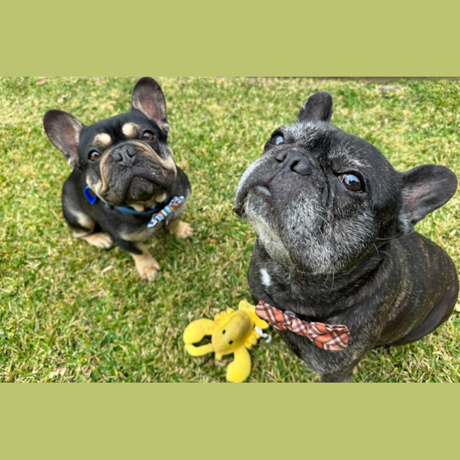 Photo of Pablo & Frankie    8 & 4 Yo French Bulldog