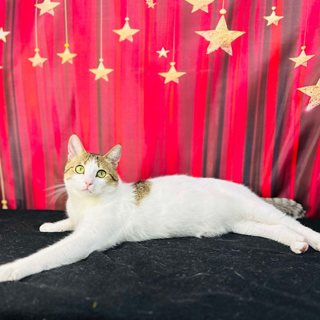 Photo of Buzz   Located In Brunswick East 