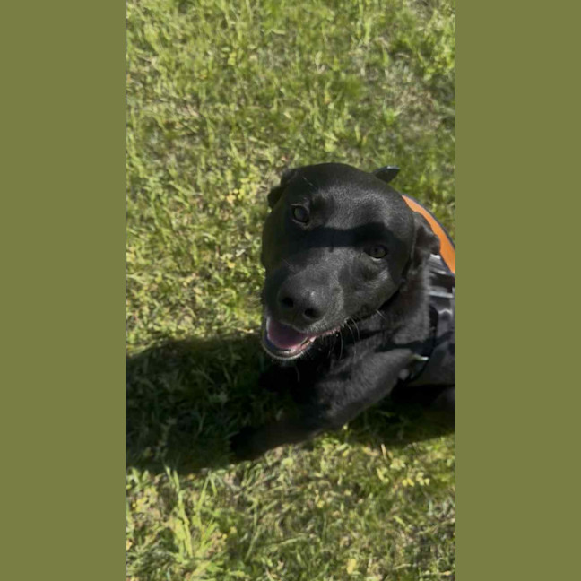 Photo of Bear   14 Month Old Labrador X