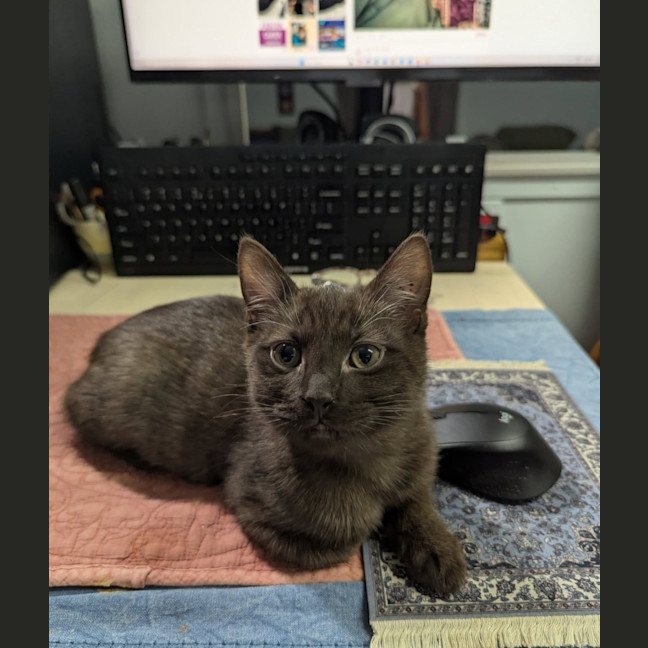 Photo of Truffle 