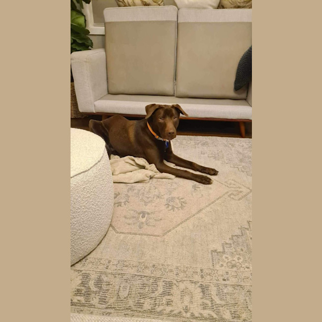 Photo of Ripley   16 Month Old Labrador X (Trial)