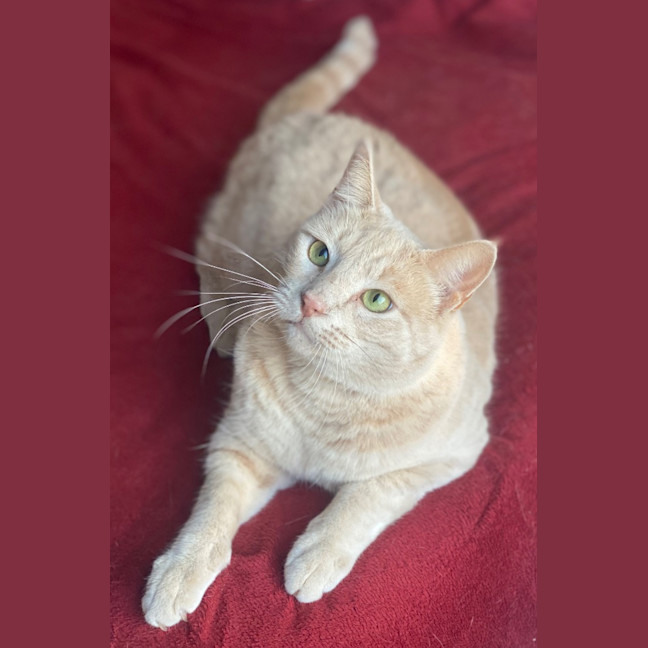 Photo of Geralt Of Purrera