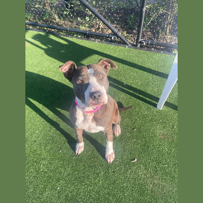 Photo of Roxy Imp 1300