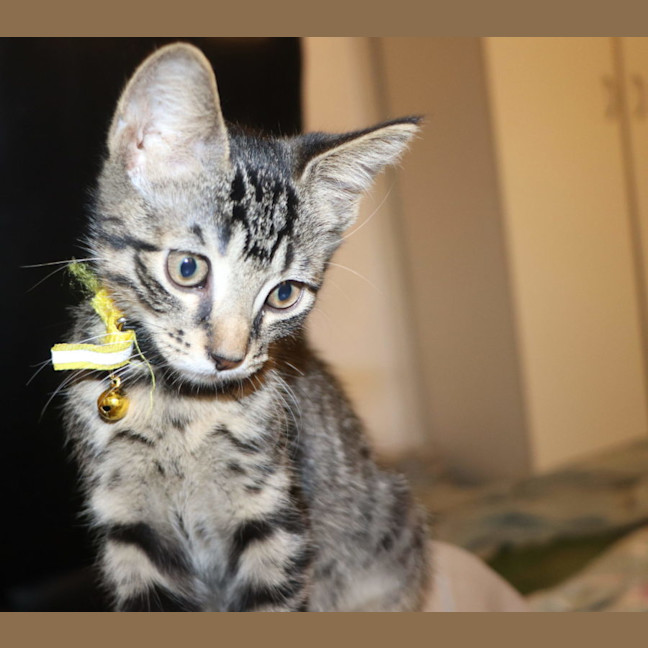 Photo of  Joey   Now At Pet Quarters Belmont 