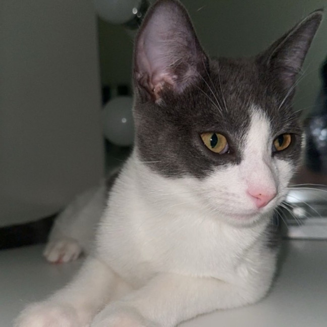 Photo of Baloo