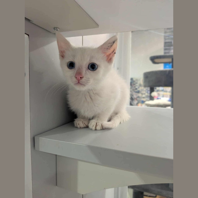 Photo of Chicken Loaf