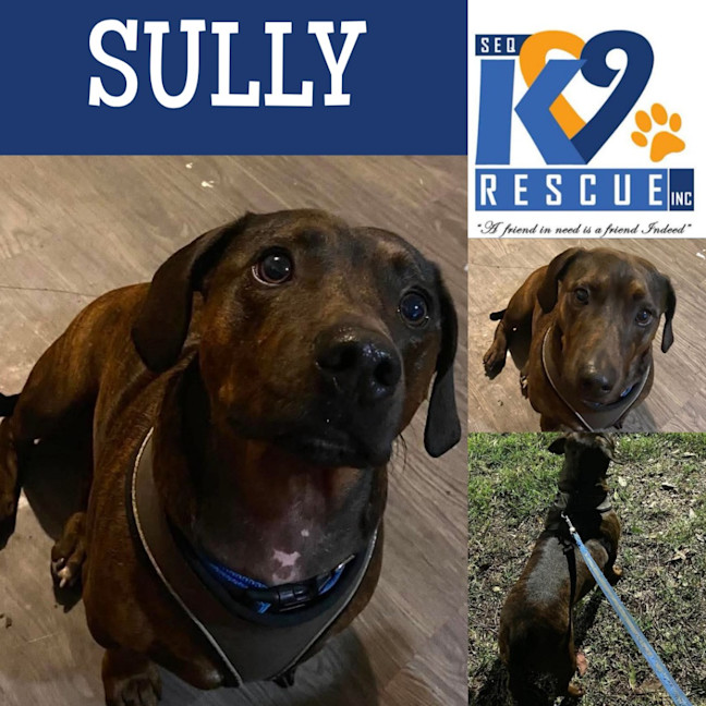 Photo of Sully