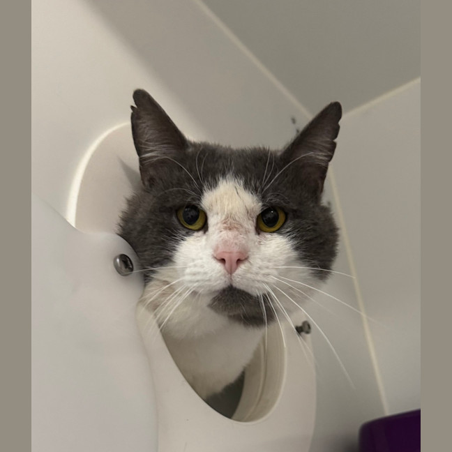Photo of Shredder