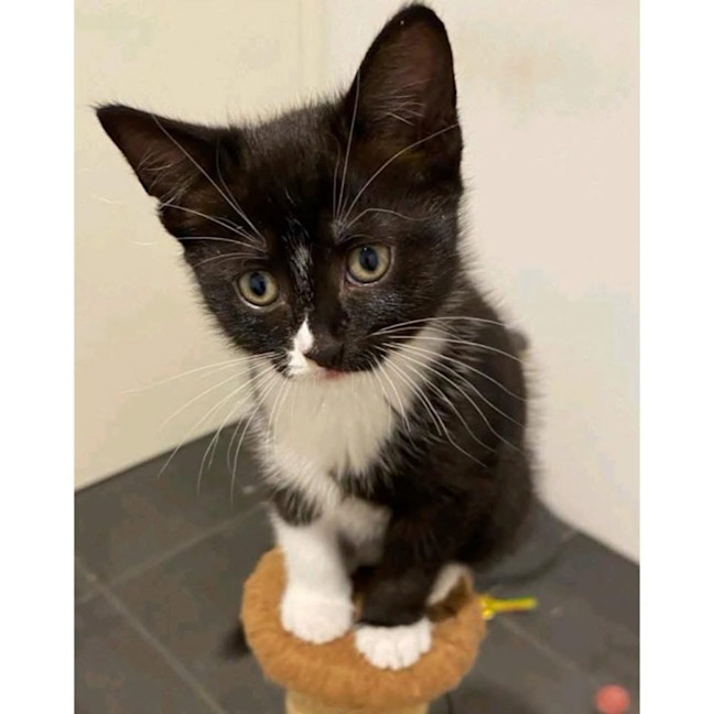 Photo of 12044   Pipette