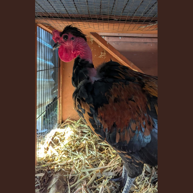 Photo of Cluckington