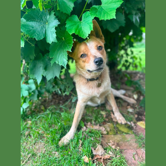Codger - Medium Male Australian Cattle Dog Mix Dog in VIC - PetRescue