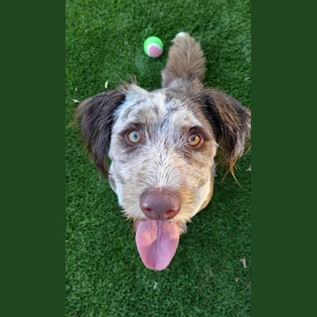 Photo of Buddy   2 Year Old Poodle X Border Collie
