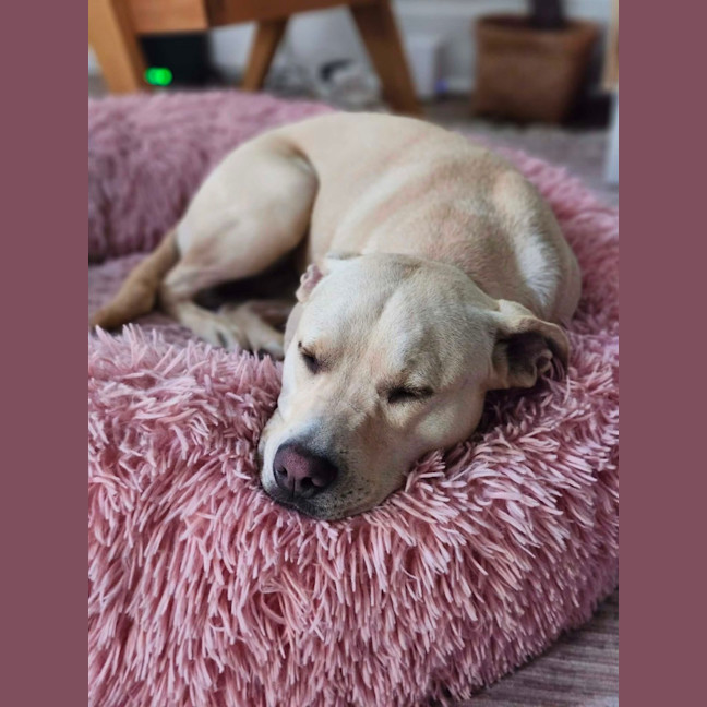 Photo of Chilli   22 Month Old Staffy X