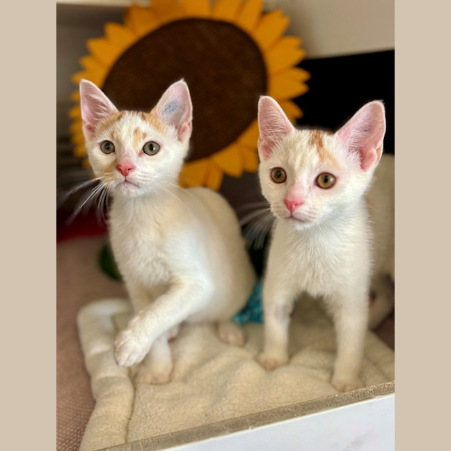 Photo of Fugitive *Meet Me At Petstock Milperra*