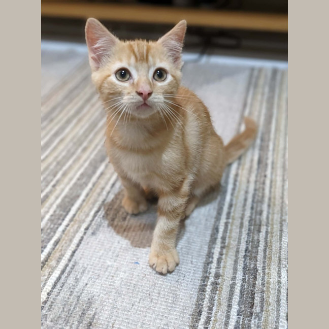 Photo of Mochi   In Foster Care In Reservoir