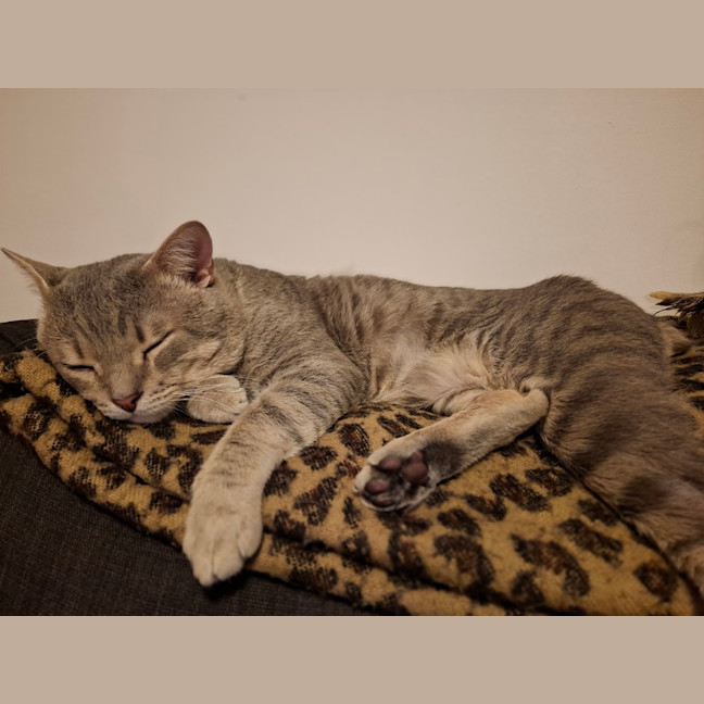 Photo of Grumbles