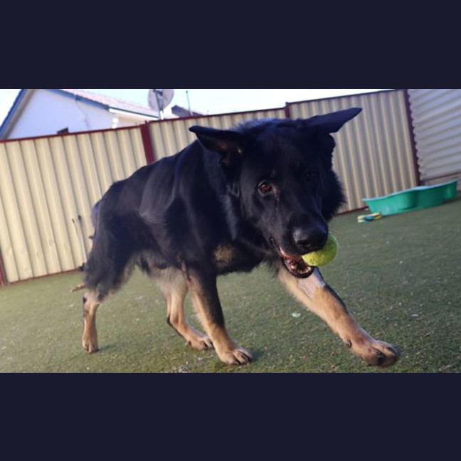 Photo of Odin