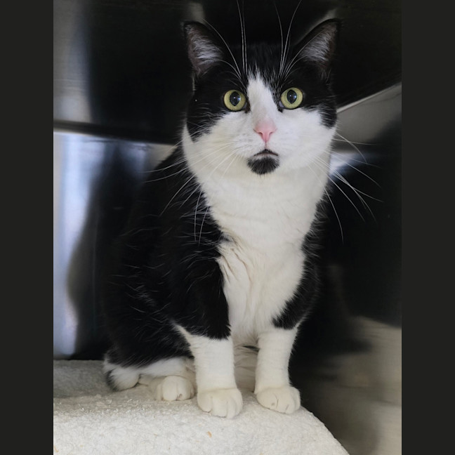Photo of Clyde