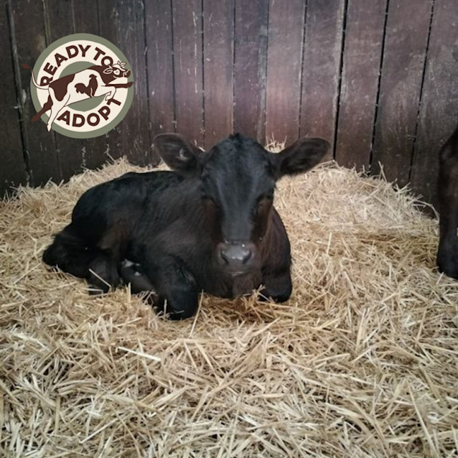 Photo of Bubba & Gump