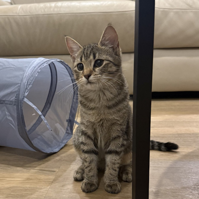 Photo of Boba