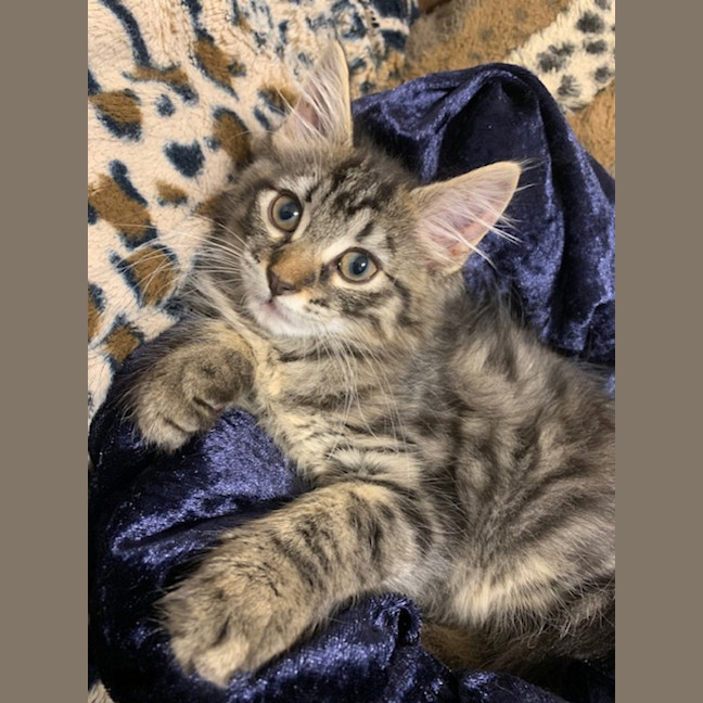 Photo of Luna (Was Cleo)