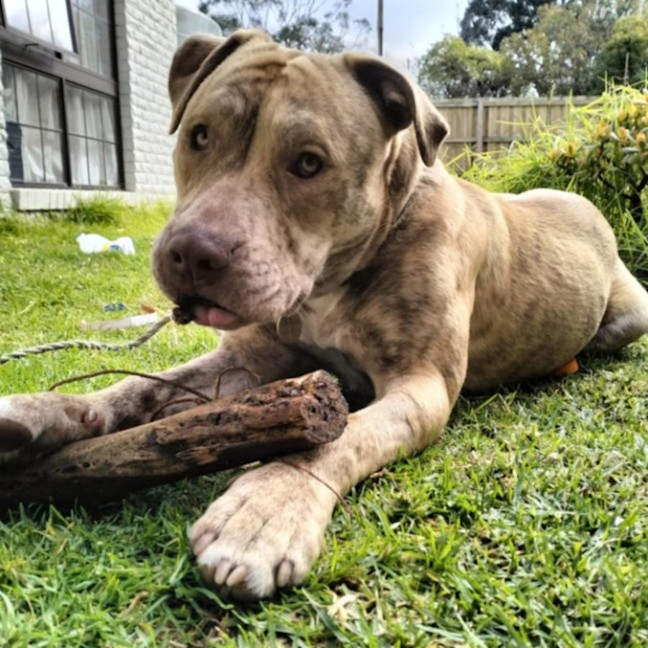 Photo of Theodorable