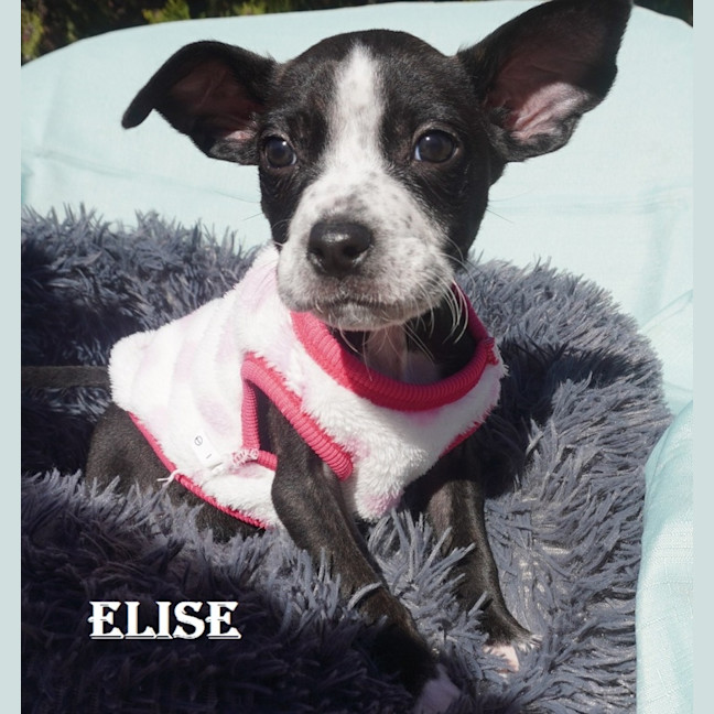 Photo of Elise