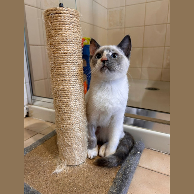 Photo of Willow