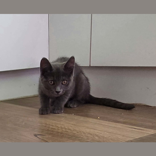 Photo of Potato * 9 Lives Project Rescue*