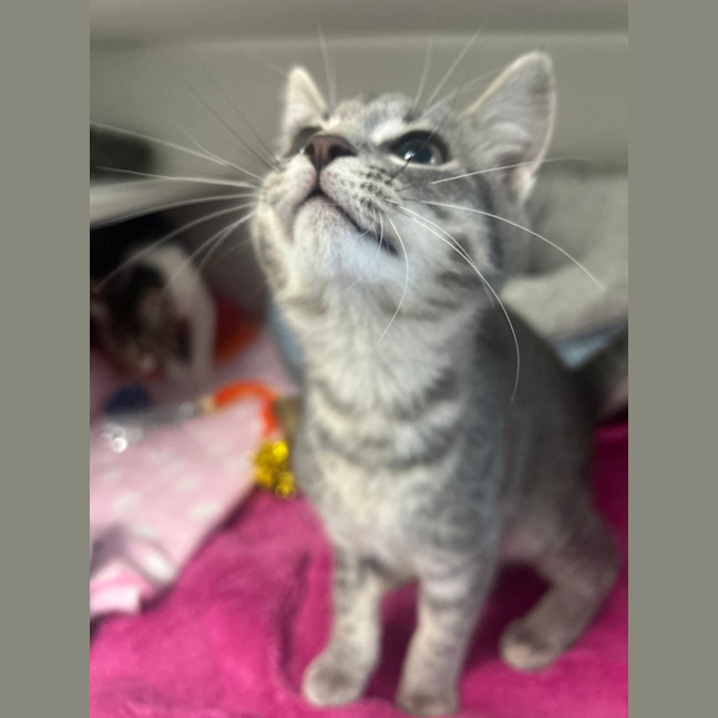 Photo of Luna