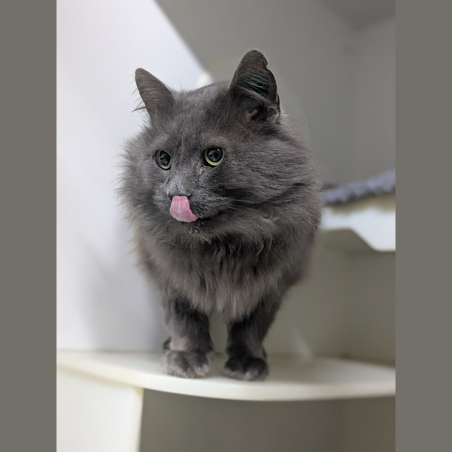 Photo of 🎩 Horatio 6189 🎩