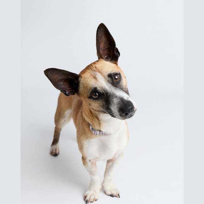 Photo of Arlo