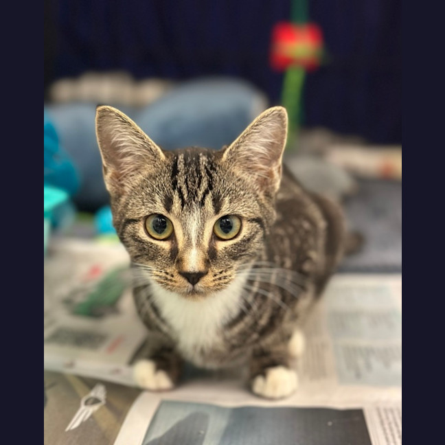 Photo of Pippin