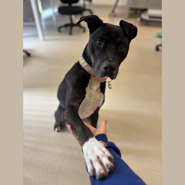 Photo of Denzel Woofington