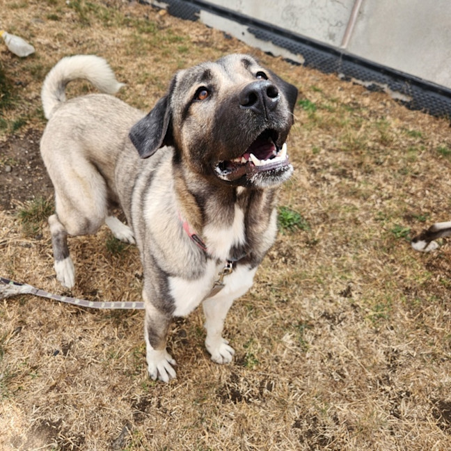 Photo of Hala (68068)