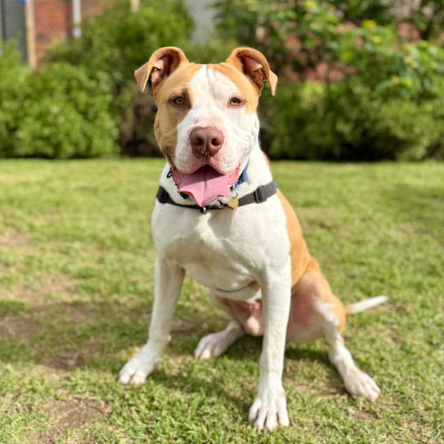 Photo of Boopington Mc Zoomie