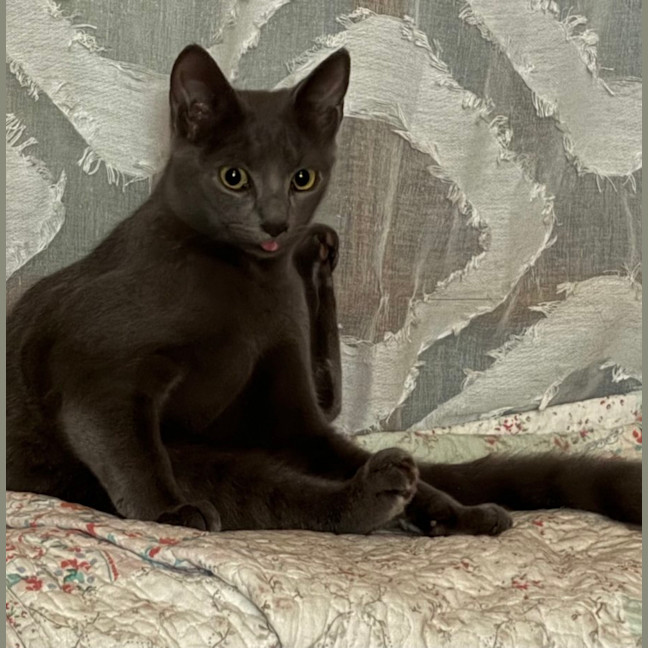 Photo of Ziggy