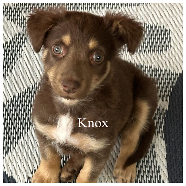 Photo of Knox 💙🐻