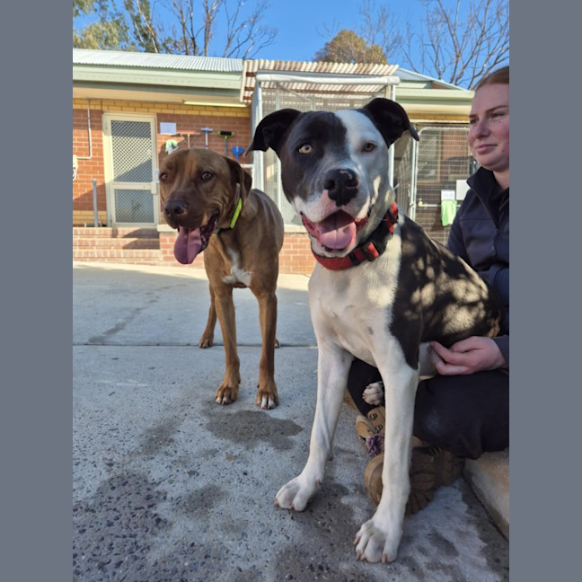 Photo of Pikelet 🥞