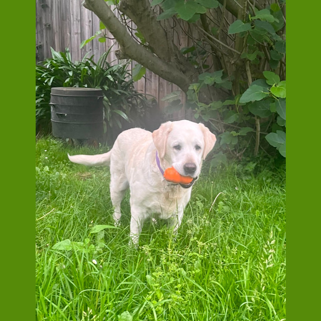 Photo of Kulfi