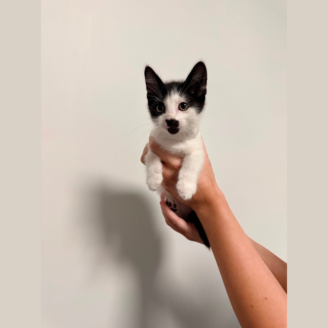 Photo of Bw Litter