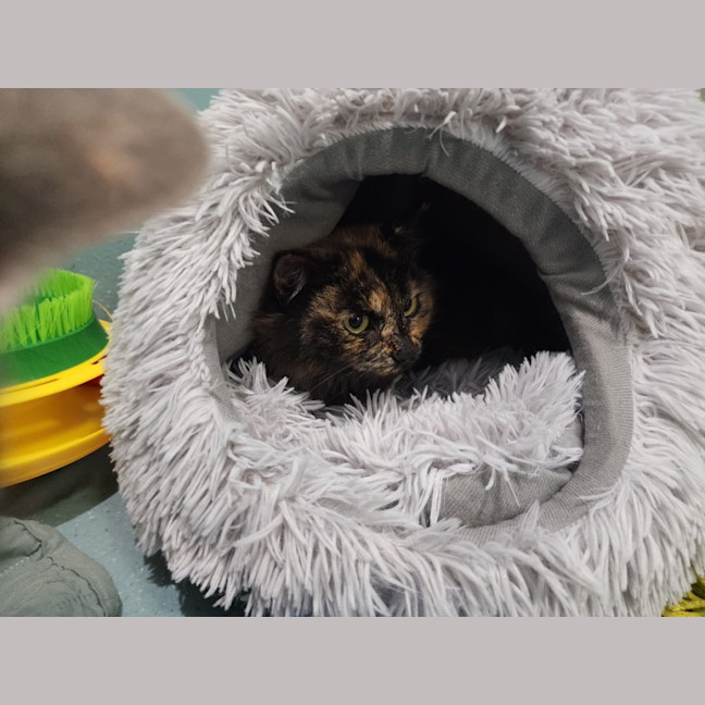 Photo of Valyria
