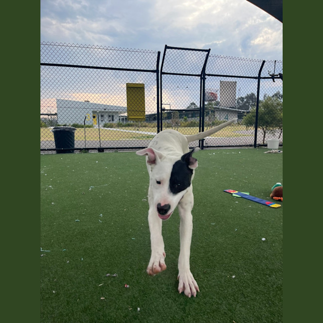 Photo of Wallace Imp 1417